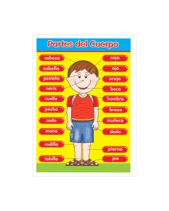 Poster Granmark 1313-1 70 X 50 Cm Partes Del Cuerpo